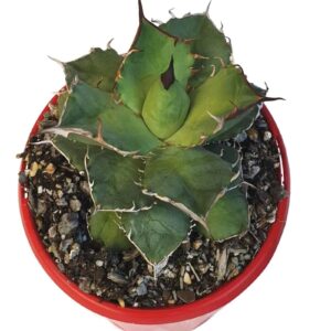 Rare agave succulent with spiky green leaves in red pot, ideal for collectors and exotic plant lovers
