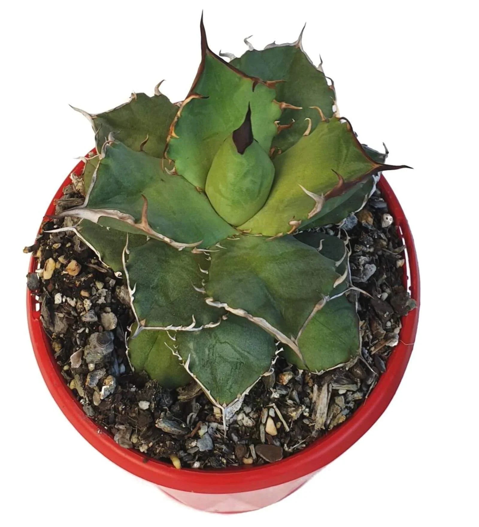 Rare agave succulent with spiky green leaves in red pot, ideal for collectors and exotic plant lovers