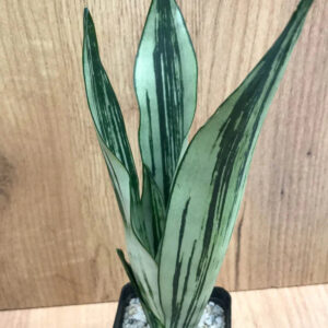 Variegated snake plant with green and white striped leaves in a black pot on wooden surface