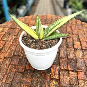 Variegated succulent plant in white pot on rustic wooden surface, ideal for collectors