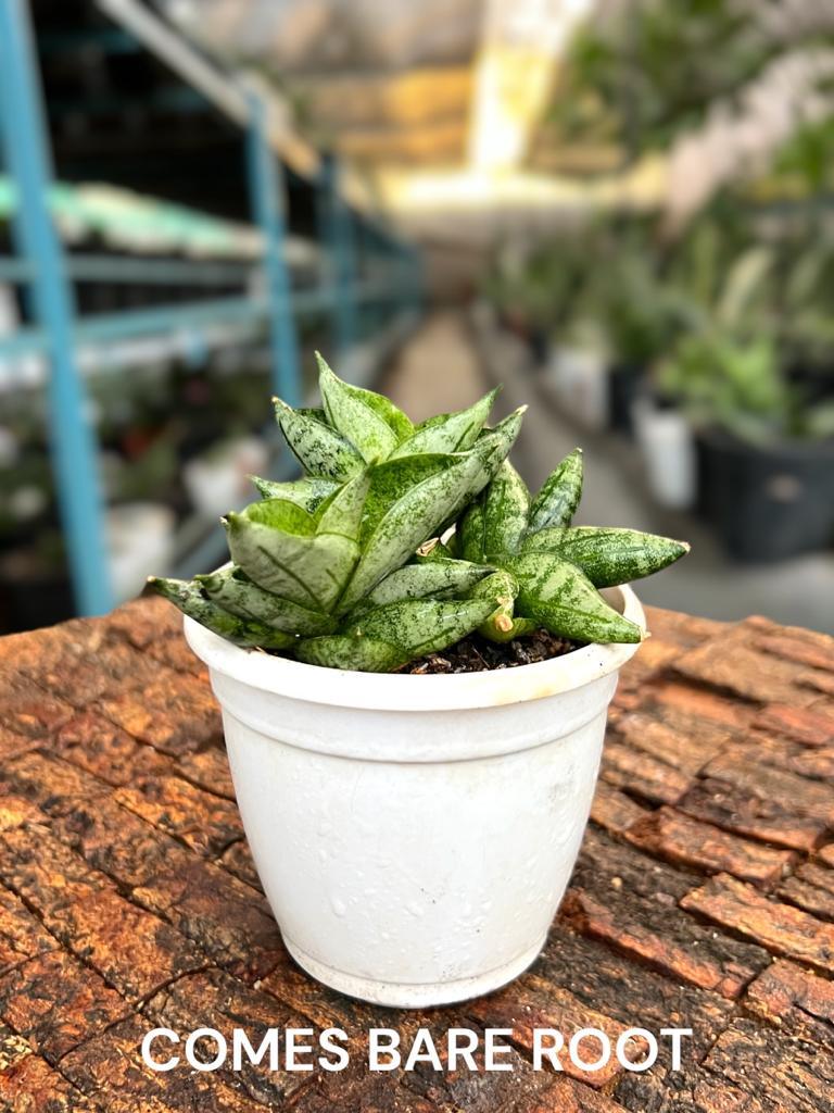 Variegated succulent plant in white pot, bare root, ideal for collectors
