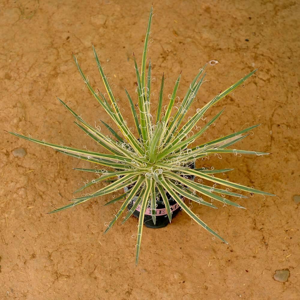 Variegated agave with curly leaf edges, ideal for succulent collectors and rare plant enthusiasts.