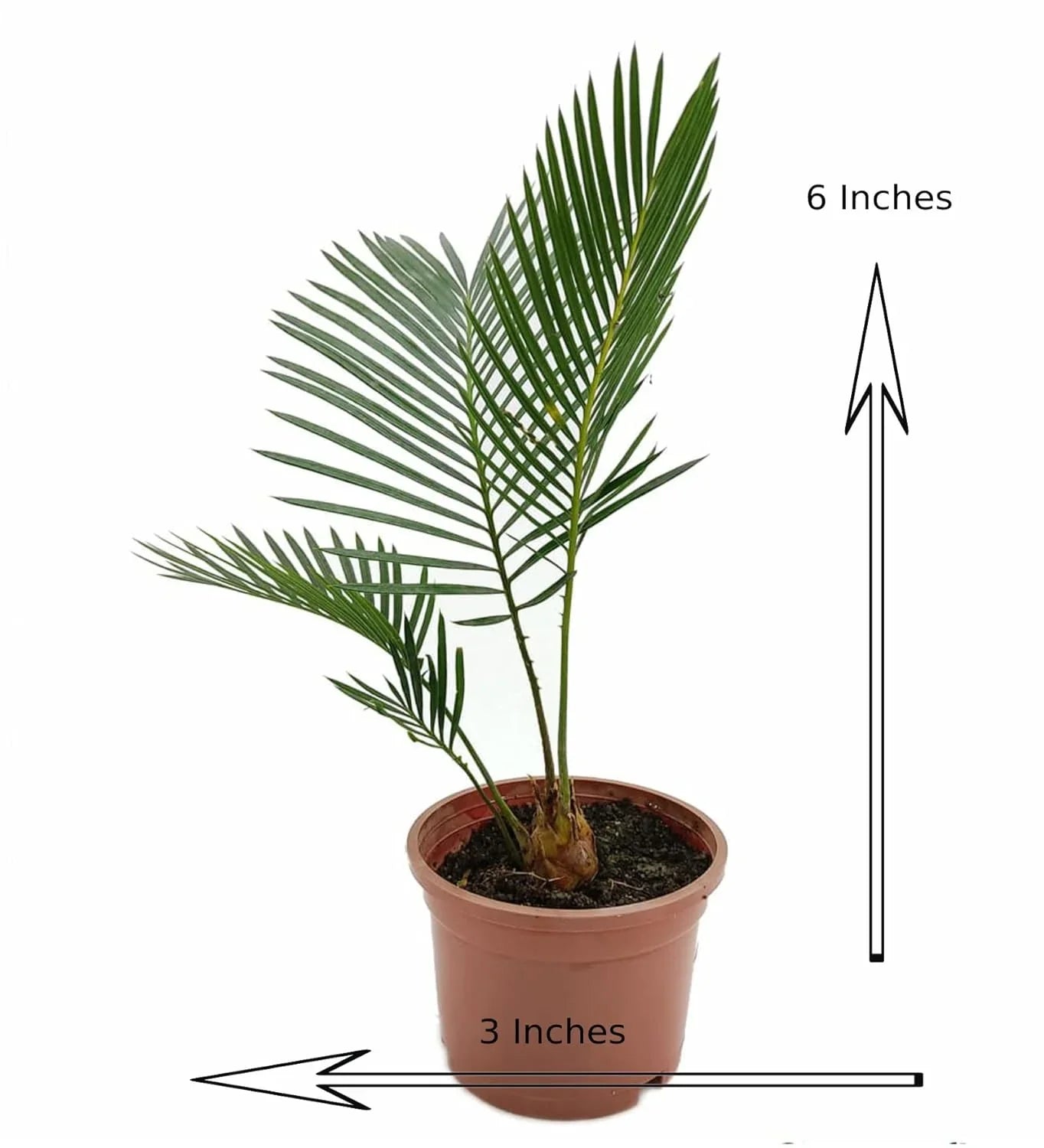 6-inch tall rare cycad plant in 3-inch pot, ideal for collectors and succulent enthusiasts