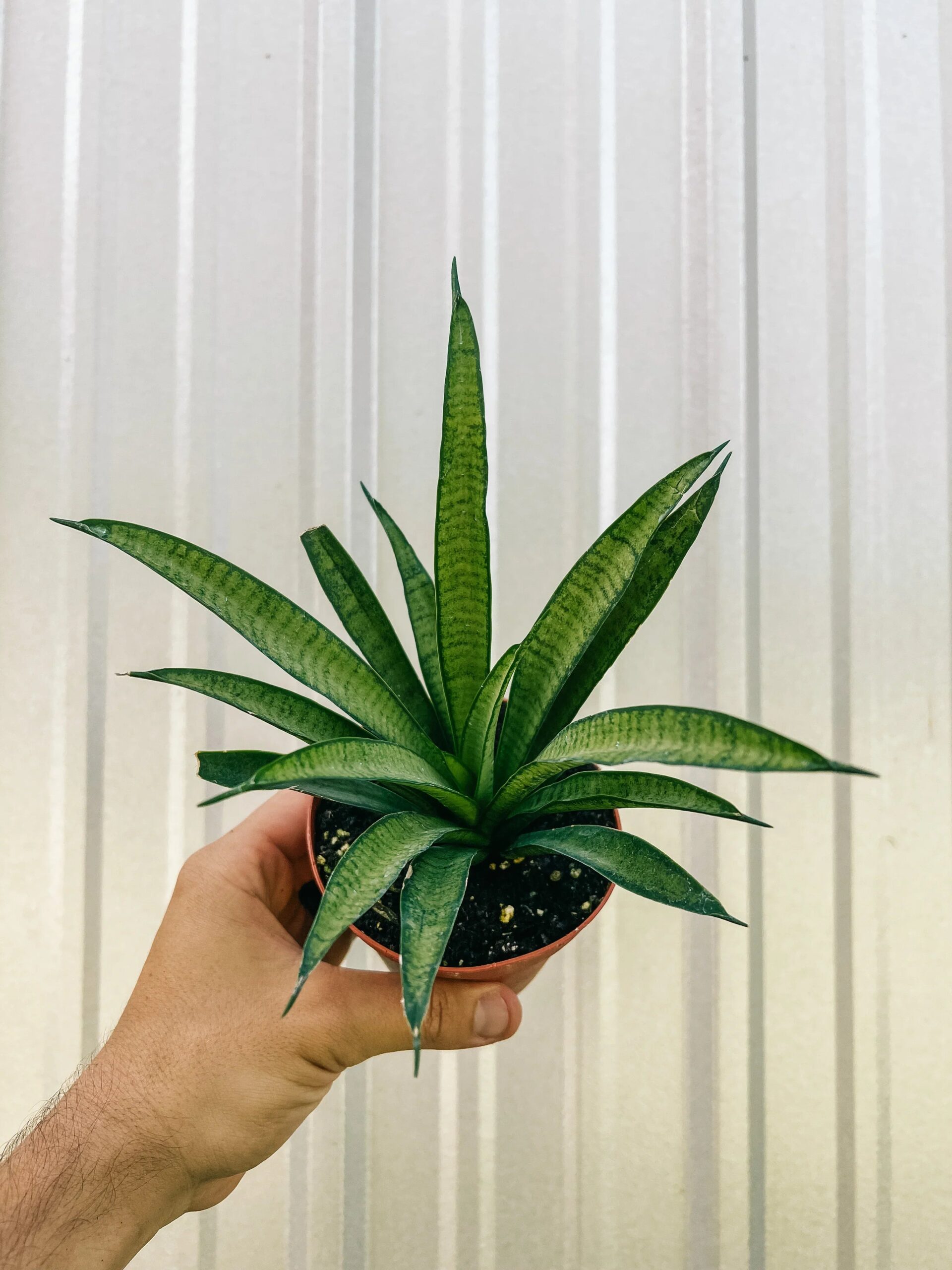 Sansevieria Lilliput