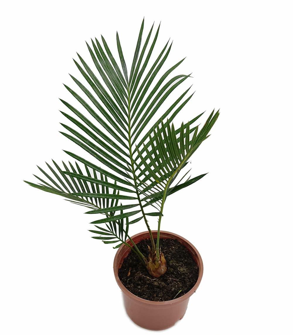 Potted cycad plant with lush green fronds, ideal for rare plant collectors