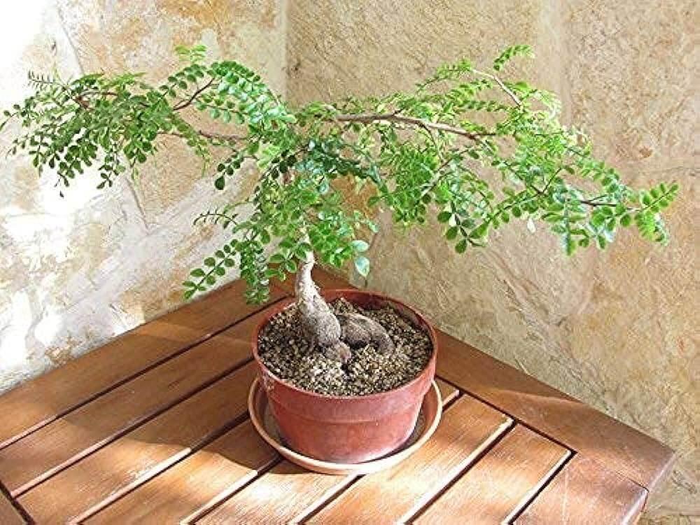 Potted bonsai-style plant with lush green leaves on a wooden table, ideal for collectors