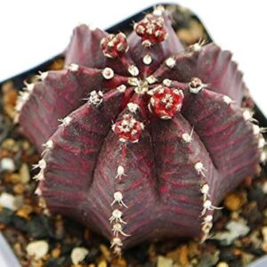 Deep red variegated cactus with white spines in a square pot, ideal for succulent collectors.