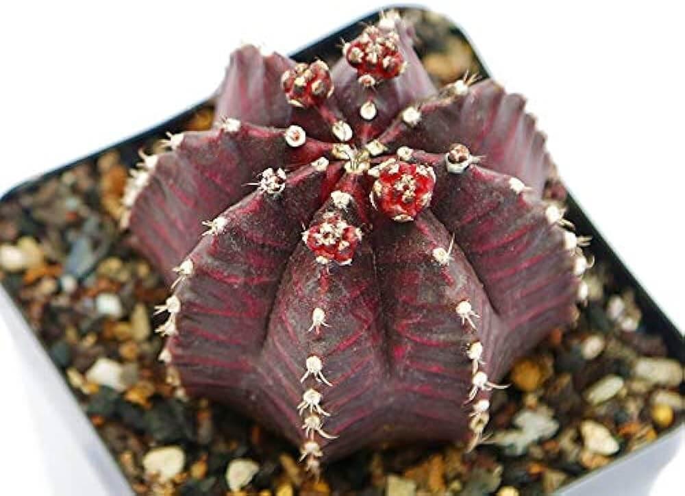 Deep red variegated cactus with white spines in a square pot, ideal for succulent collectors.