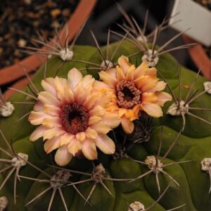 Blooming cactus with pink-orange flowers and spines, showcasing rare succulent beauty