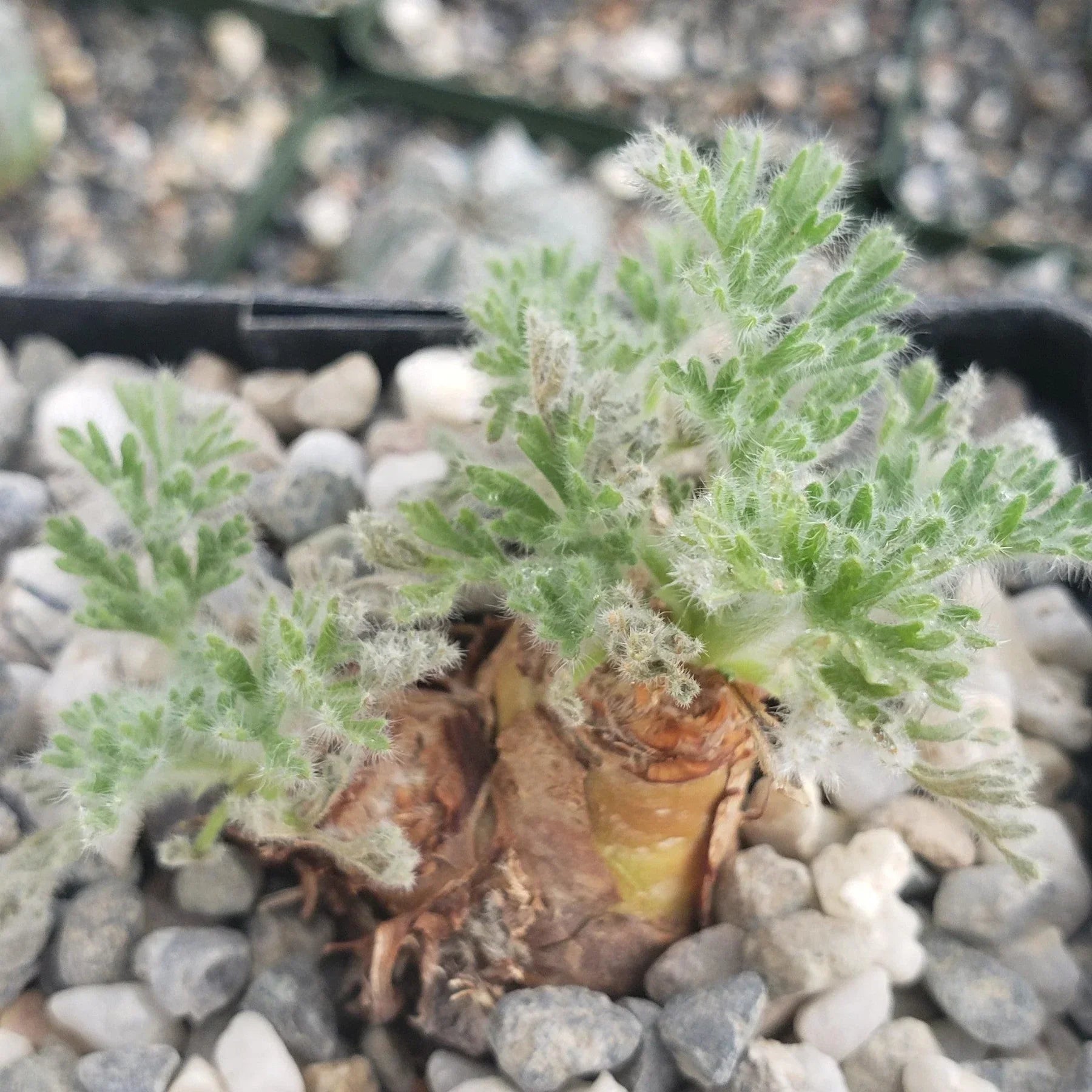 Fuzzy green succulent with variegated leaves in pebble-filled pot, ideal for collectors