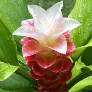 Curcuma Manee Siam Bulb