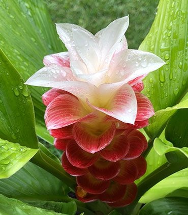 Curcuma Manee Siam Bulb Curcuma Manee Siam Bulb