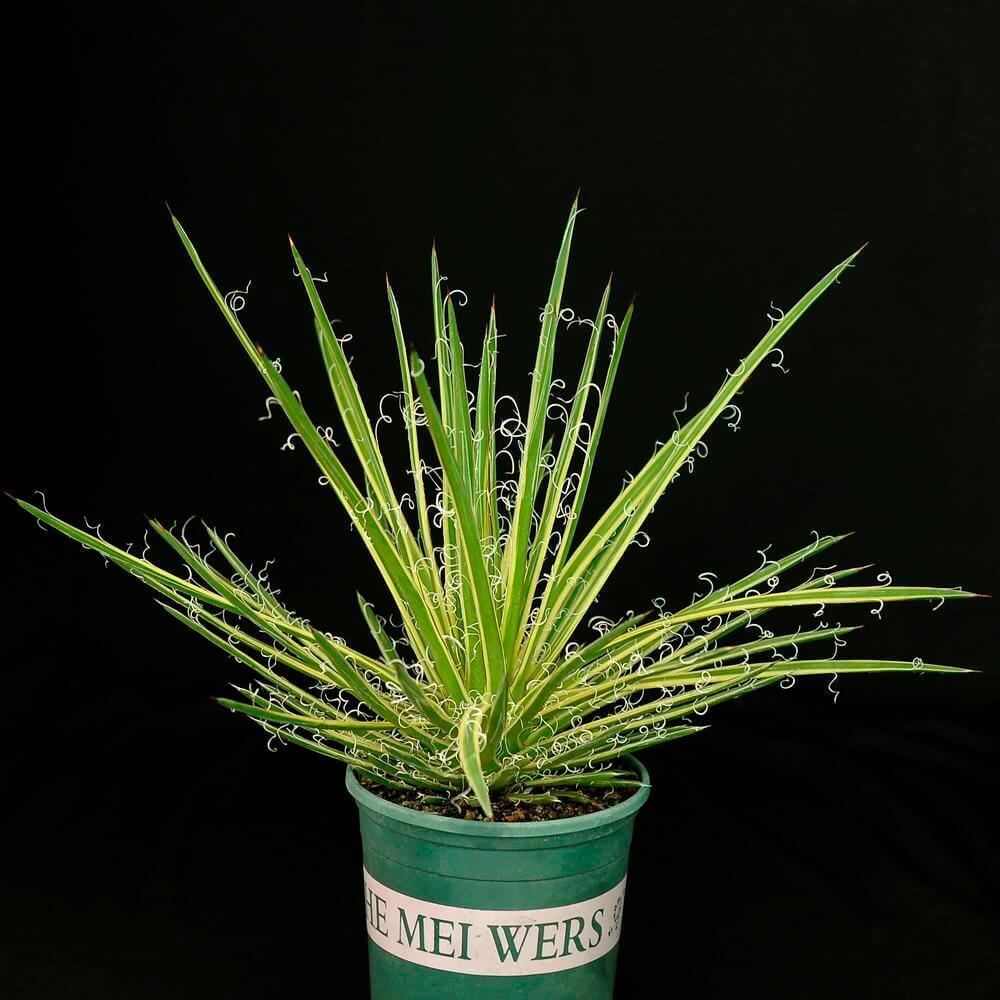 Variegated agave with curly leaf edges in green pot, ideal for collectors