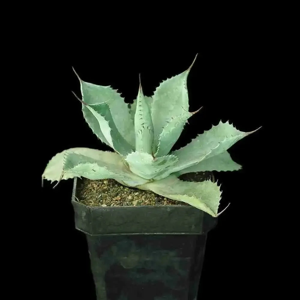 Rare variegated agave succulent in black pot, perfect for collectors