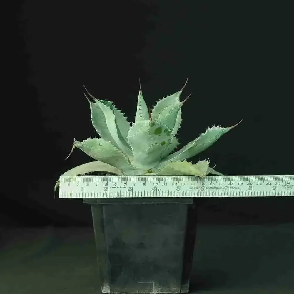 Variegated agave succulent in pot with ruler for scale, ideal for collectors