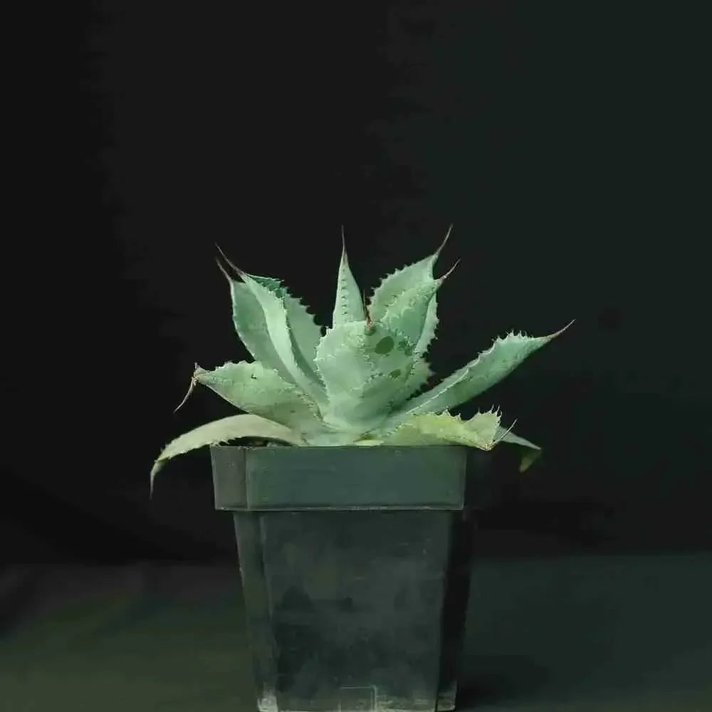Variegated agave succulent in dark pot, ideal for collectors and exotic plant enthusiasts