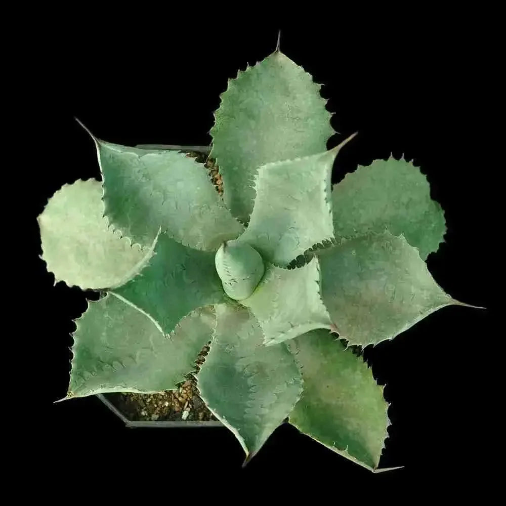 Rare variegated agave succulent with serrated leaves, ideal for collector plants
