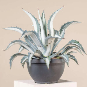 Variegated agave plant with striking white and blue-green leaves in a black pot