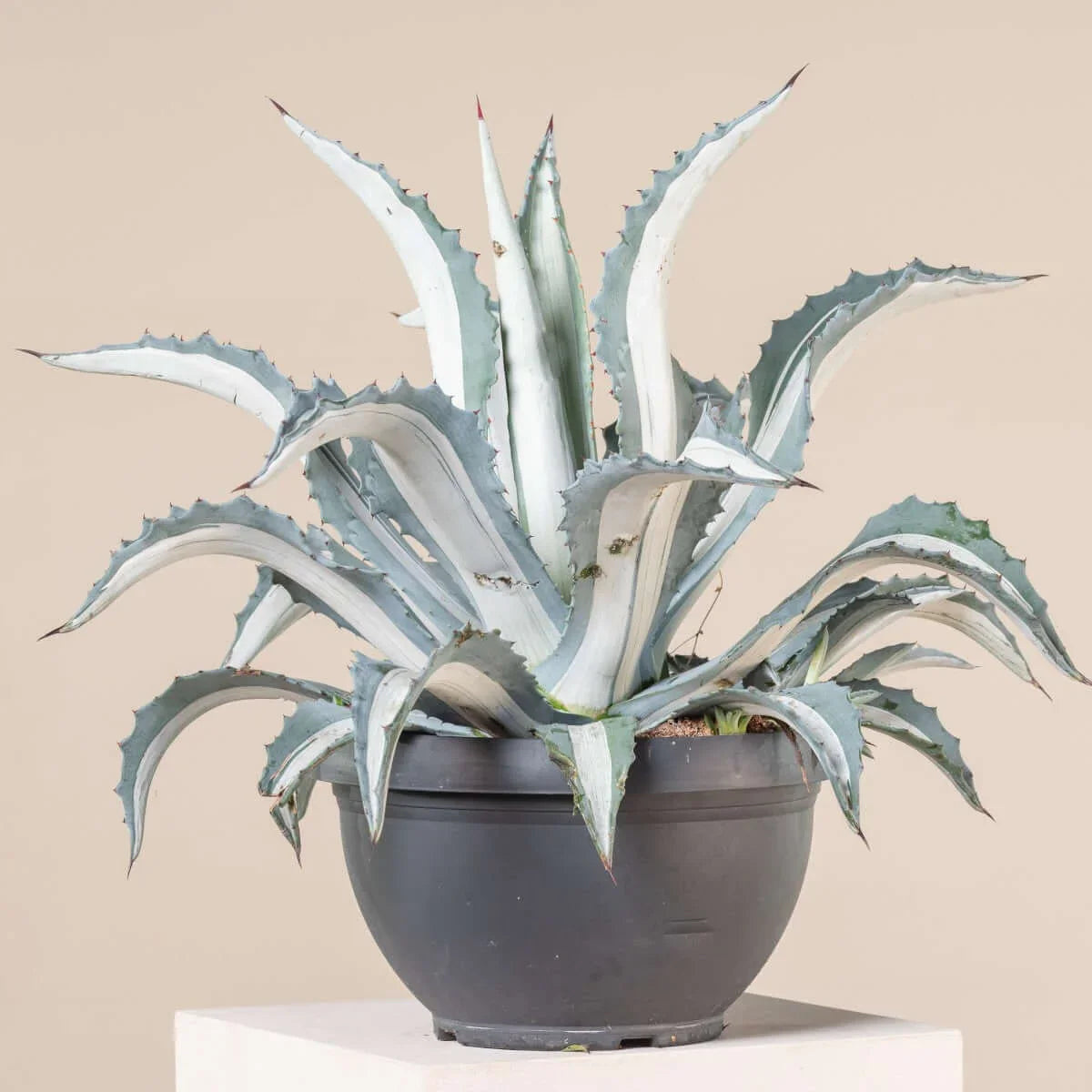 Variegated agave plant with striking white and blue-green leaves in a black pot