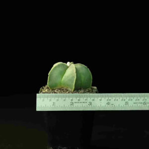 Rare succulent plant with green, fleshy leaves, measured with ruler against black background