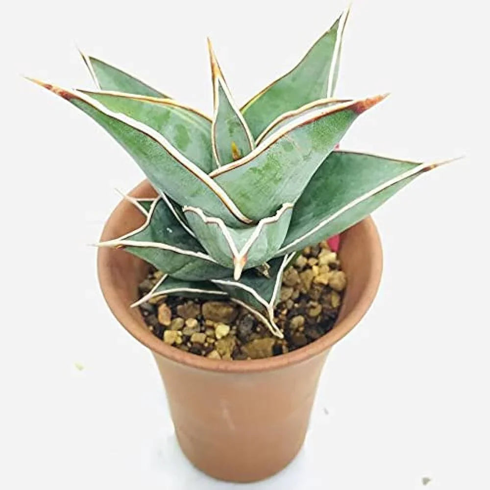 Variegated succulent plant with white-edged leaves in terracotta pot, ideal for collectors