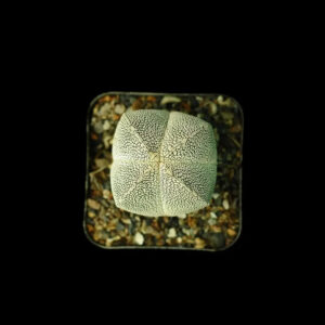 Rare variegated succulent with intricate patterns, ideal for collector plants and exotic agave enthusiasts.