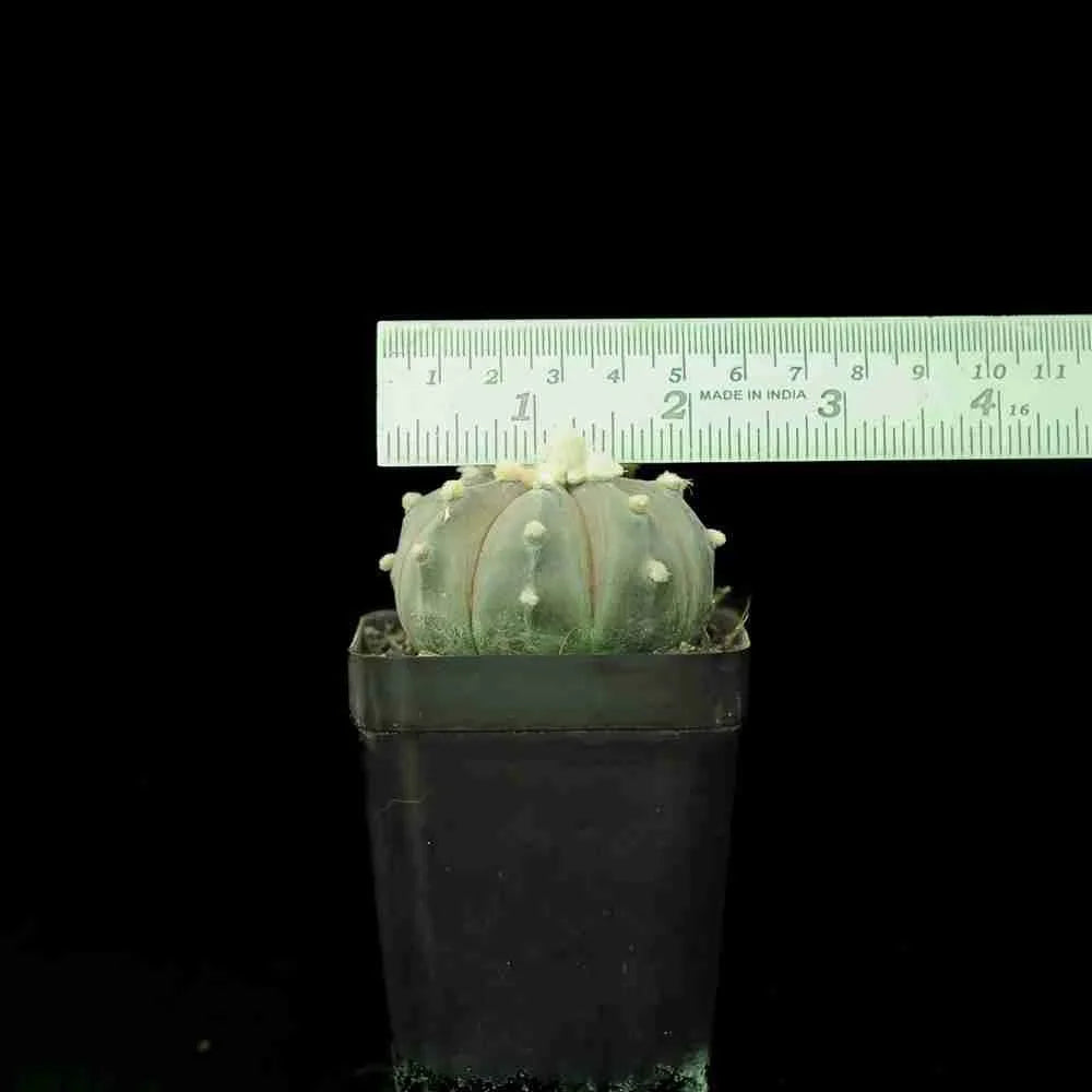 Rare succulent plant with white spines in black pot, measured by ruler for size reference