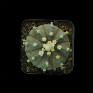 Rare succulent with fuzzy white tufts, ideal for collector plants and exotic agave enthusiasts.
