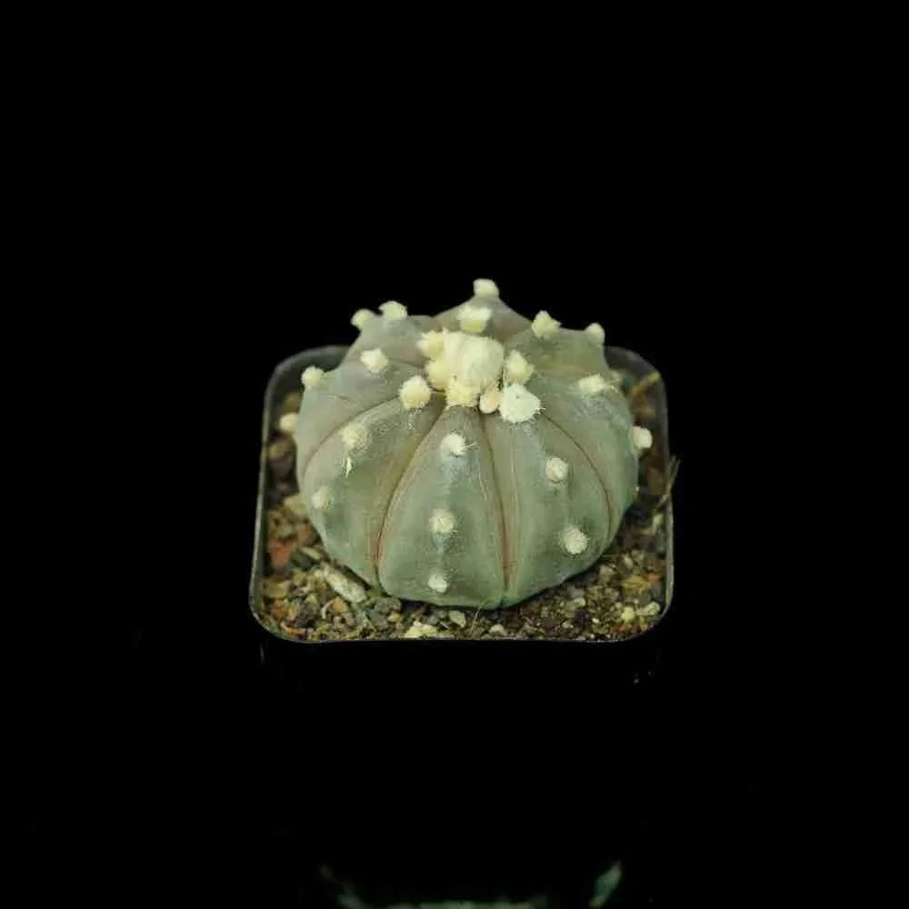 Rare succulent with white tufts in square pot, ideal for collectors