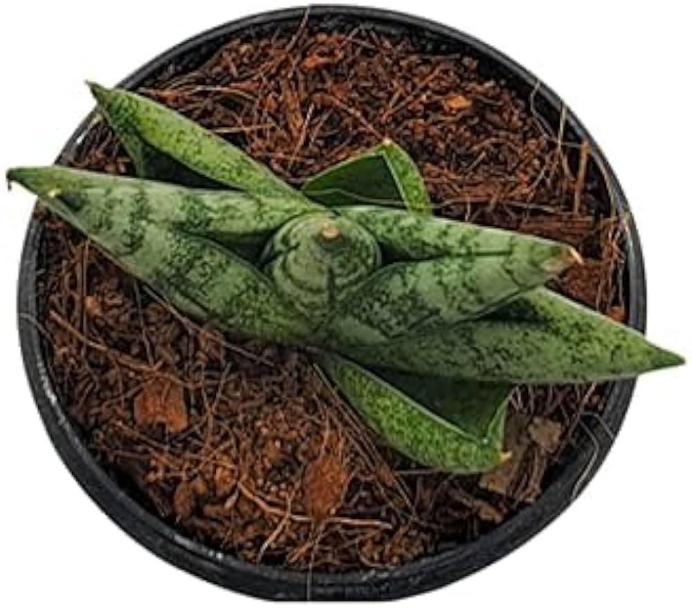 Variegated succulent plant in black pot with rich soil, ideal for collectors