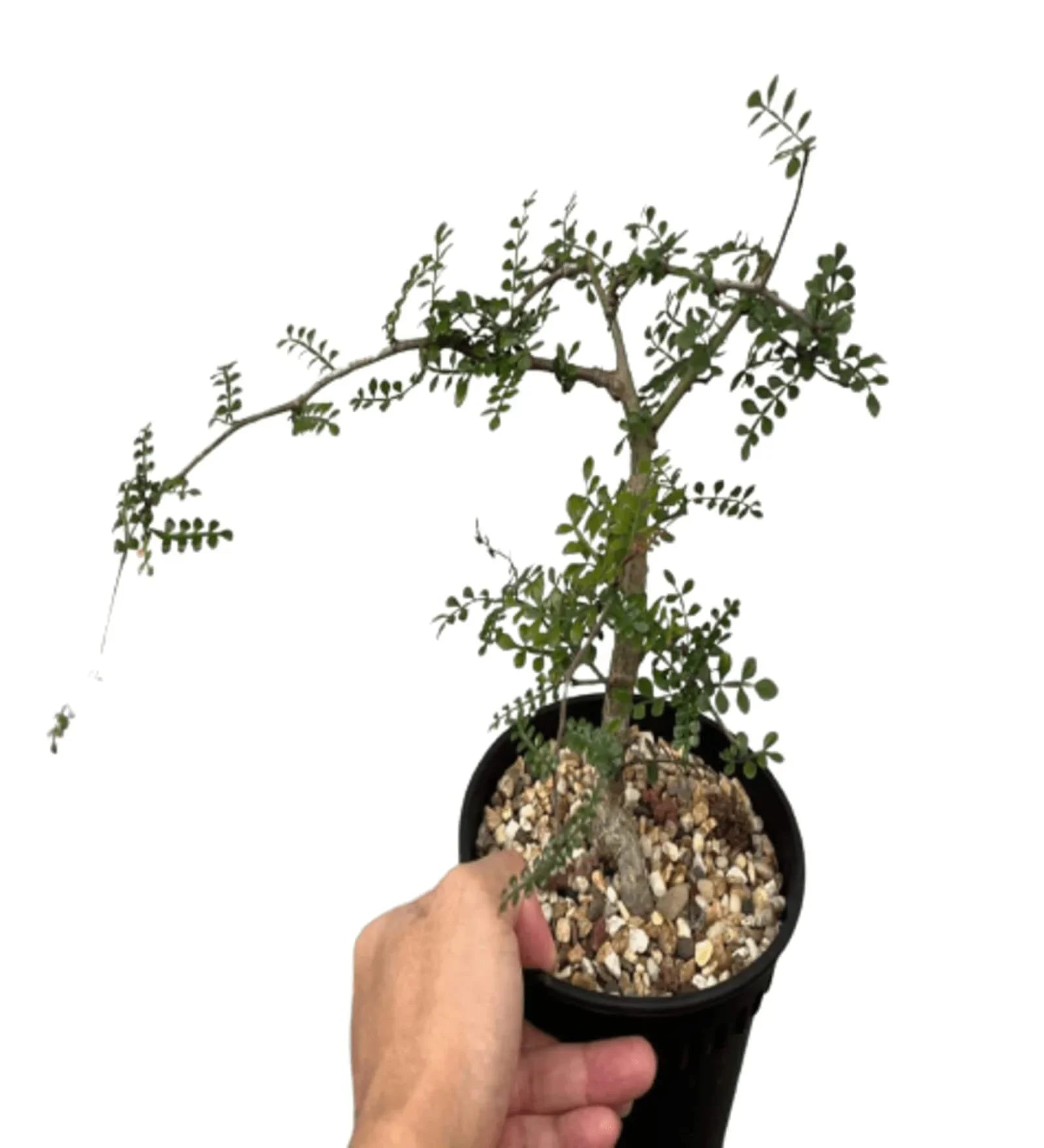 Rare succulent plant with delicate branches in a black pot, ideal for collectors