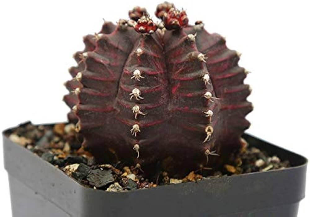 Dark red variegated cactus with spines in black pot, ideal for succulent collectors