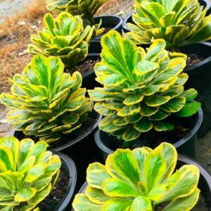 Variegated succulents in black pots, vibrant green and yellow leaves, ideal for collectors