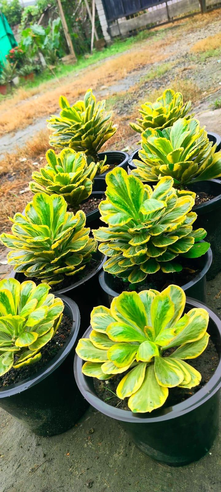Variegated succulents in black pots, vibrant green and yellow leaves, ideal for collectors
