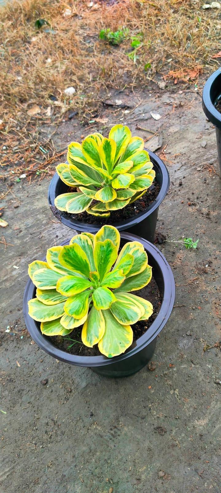 Variegated succulent plants with green and yellow leaves in black pots, ideal for collectors.