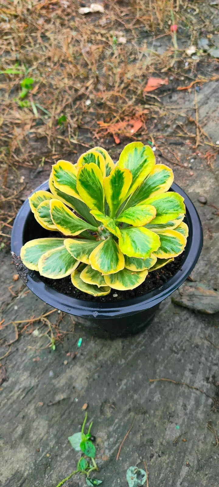 Variegated succulent with green and yellow leaves in a black pot, ideal for collectors.