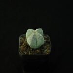 Rare succulent with intricate patterns, potted in small container against black background