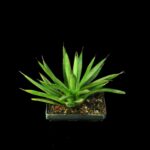 Rare variegated agave succulent with sharp green leaves in a square pot, ideal for collectors.