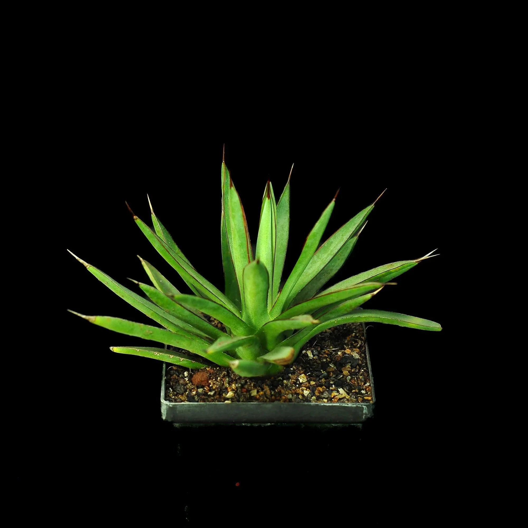 Rare variegated agave succulent with sharp green leaves in a square pot, ideal for collectors.