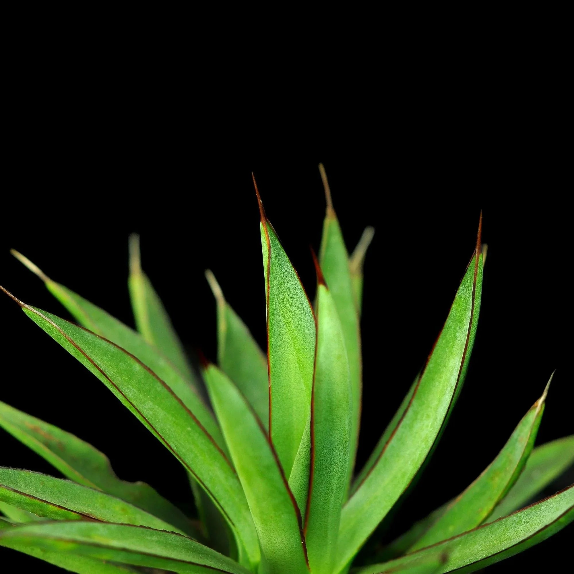 Variegated agave succulent with green leaves and red edges against black background