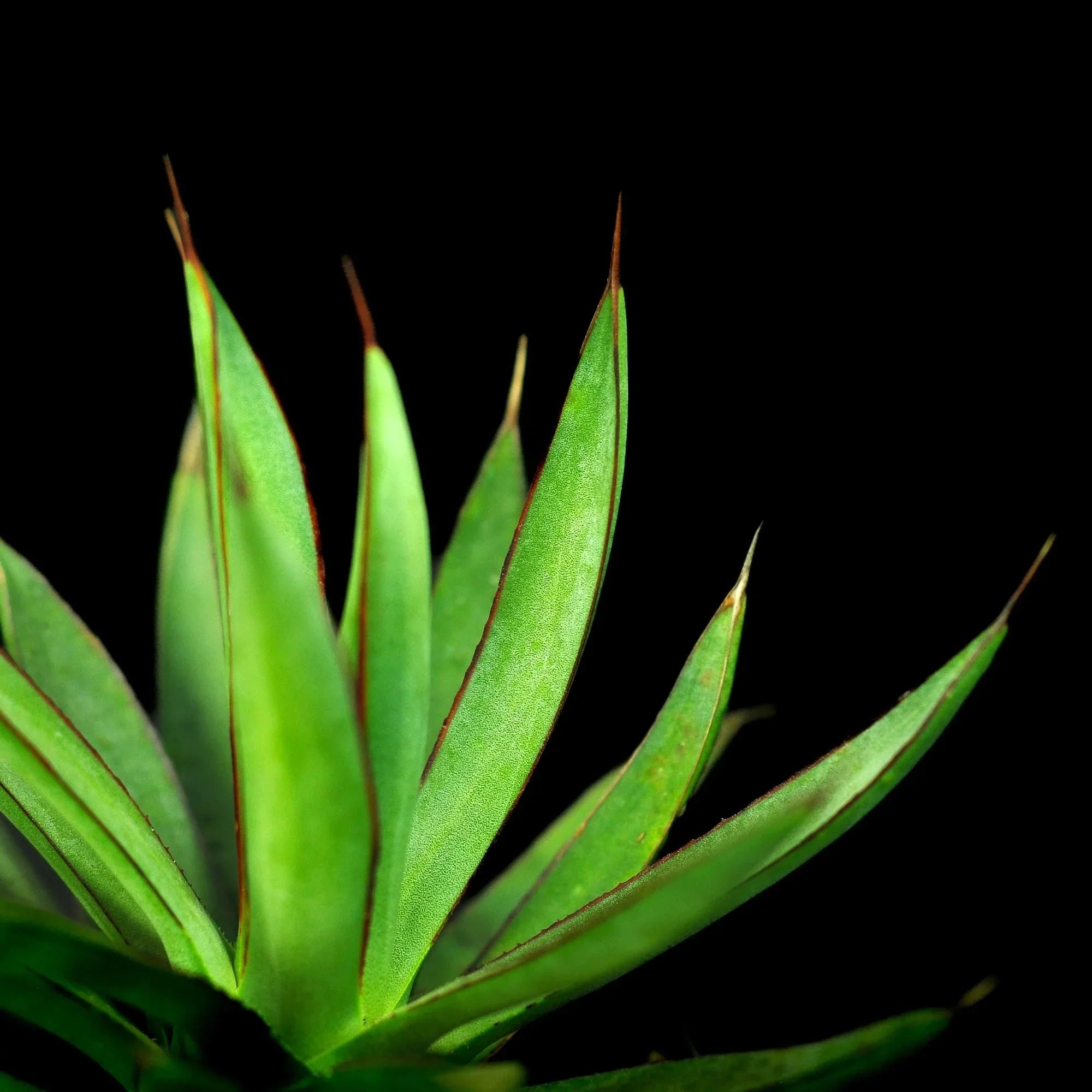 Vibrant green agave with red-edged leaves, perfect for succulent collectors