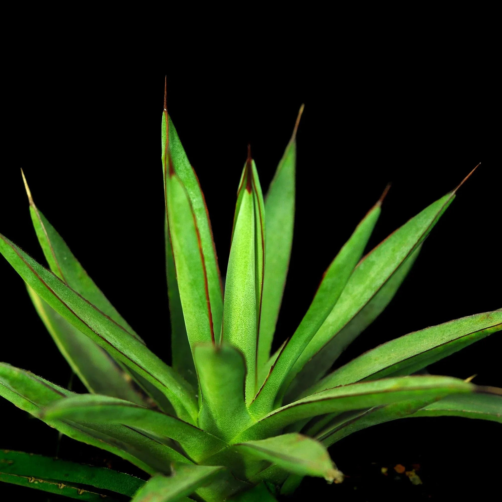 Variegated agave succulent with sharp green leaves and red edges, ideal for collectors