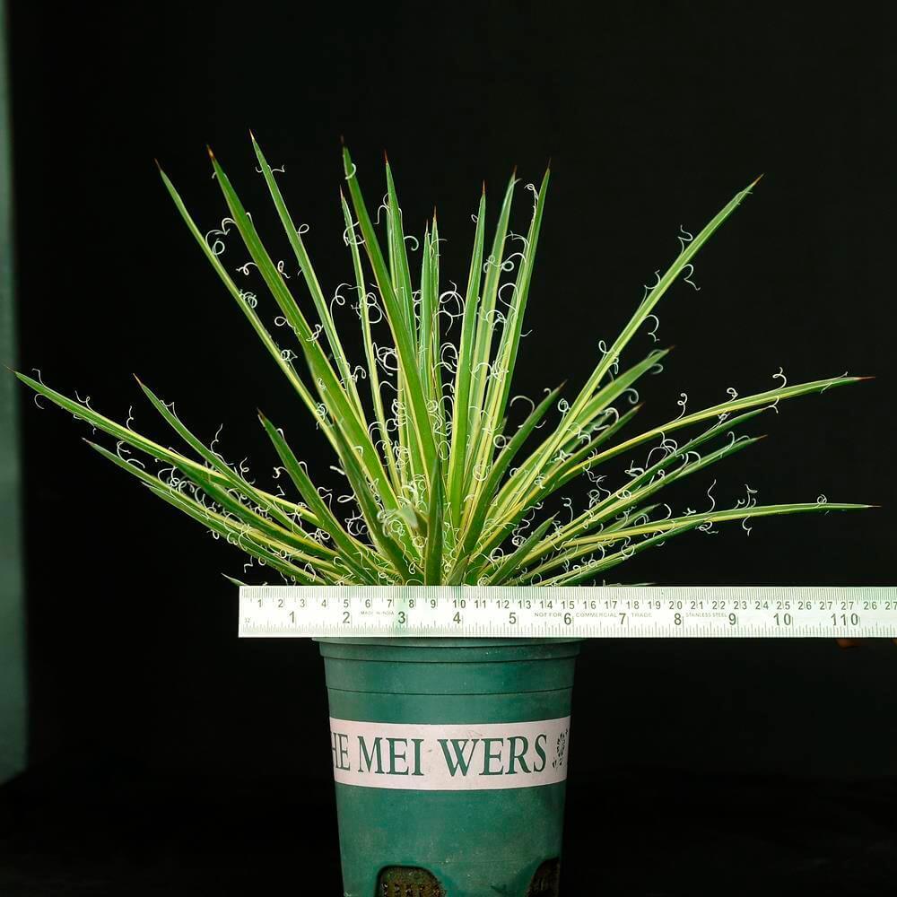 Variegated agave with curly leaf edges in green pot, measured for size, ideal for collectors.