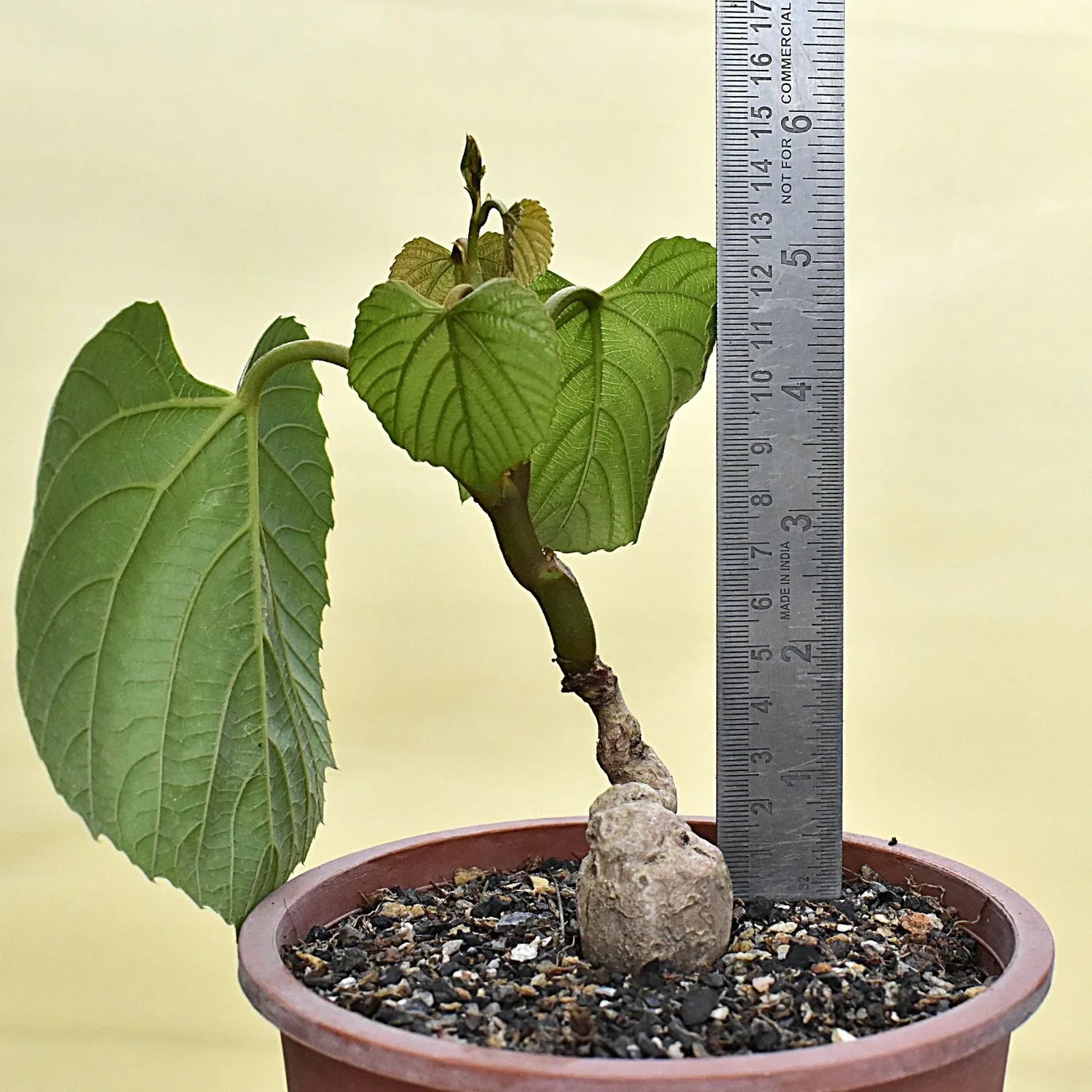 Rare collector plant with large green leaves and bulbous base, potted with ruler for scale