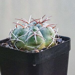 Green cactus with white and red spines in black pot, ideal for succulent collectors