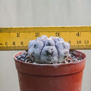 Rare succulent plant in terracotta pot with ruler for scale, ideal for collectors