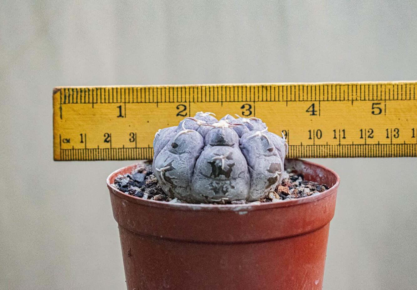 Rare succulent plant in terracotta pot with ruler for scale, ideal for collectors
