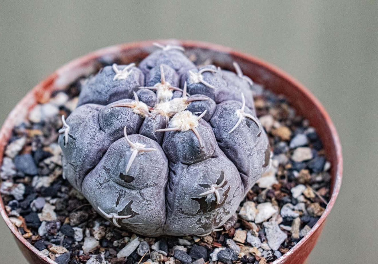Rare succulent cactus with unique gray texture and white spines in terracotta pot