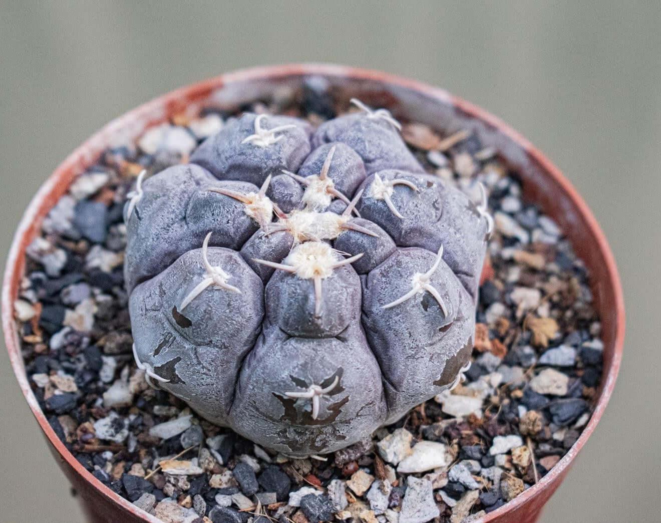 Rare succulent cactus with unique spines and textured surface in a terracotta pot