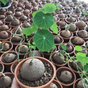 Rare succulent plant with round leaves in terracotta pot, ideal for collectors